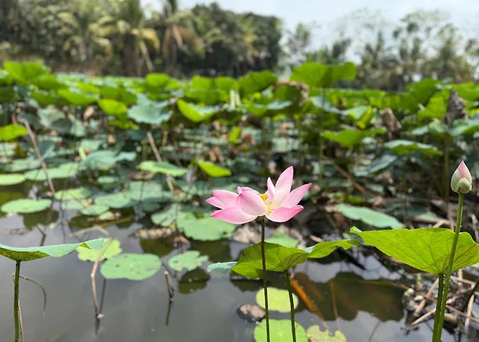 Hương Tràm