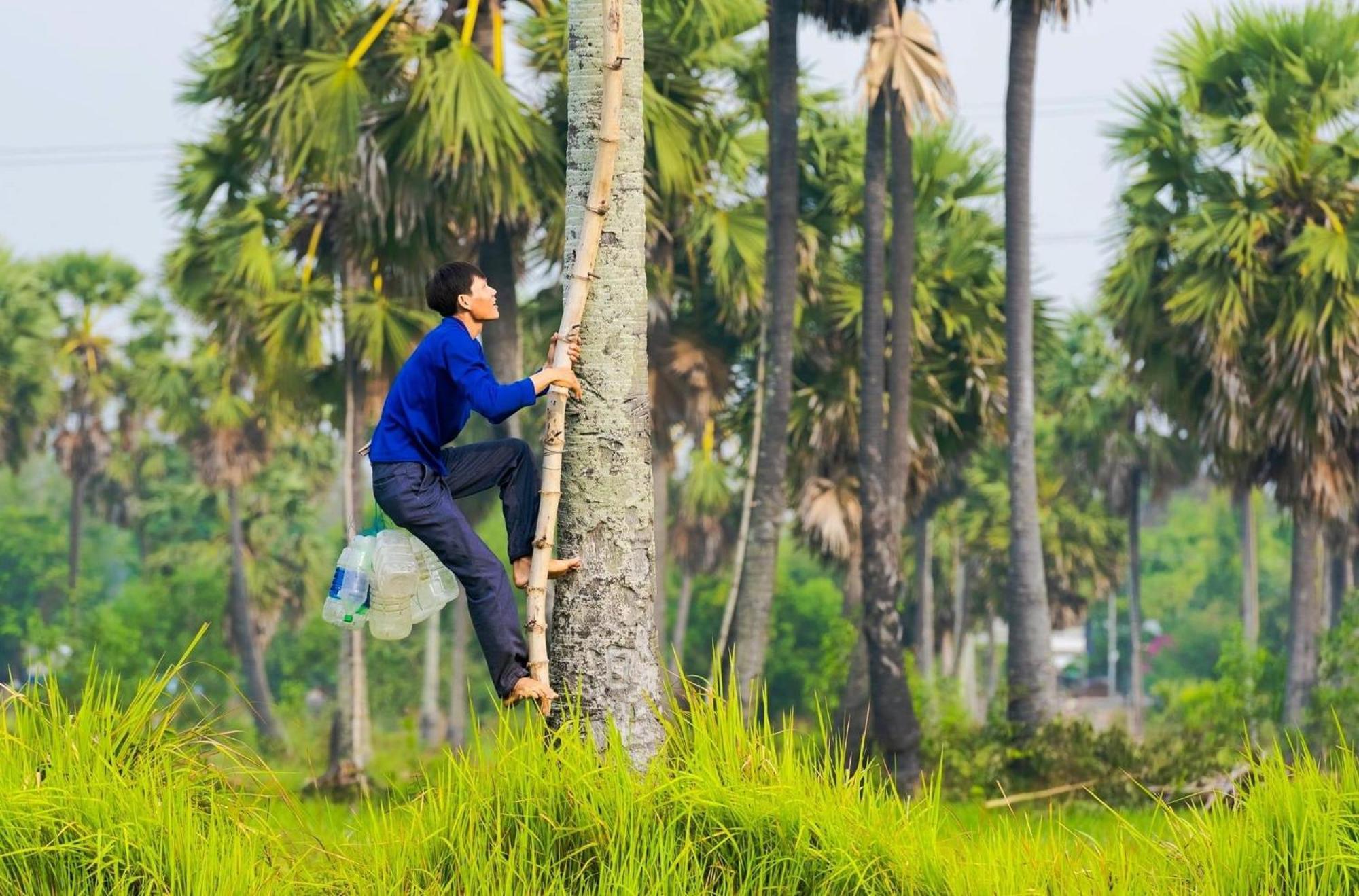 Hương Tràm Ho Da
