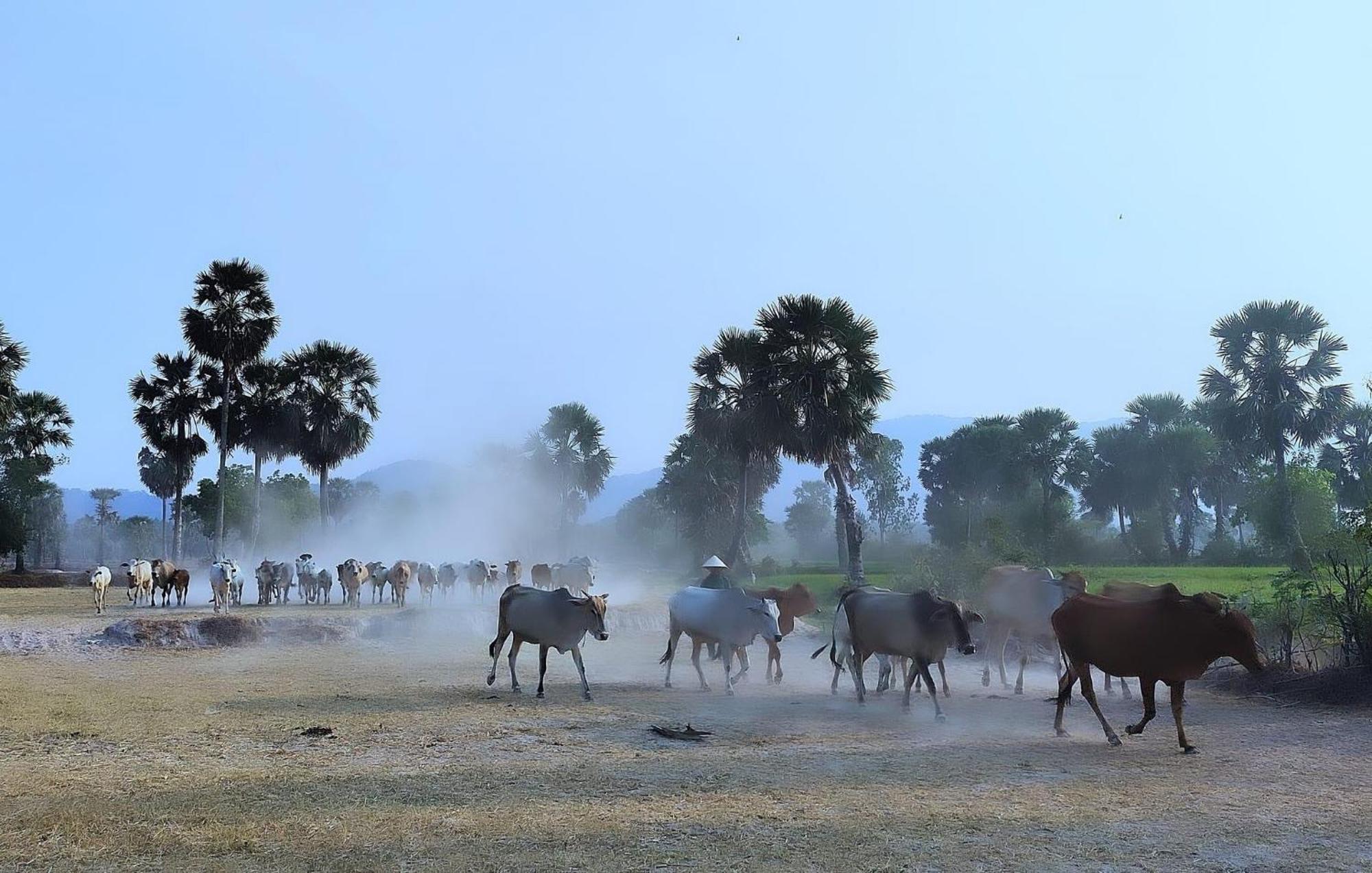 Hương Tràm * Ho Da