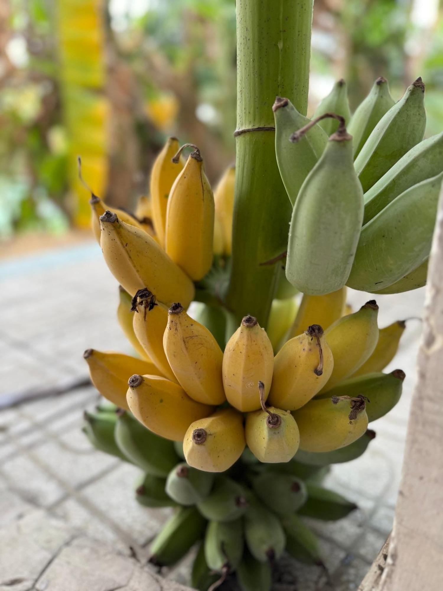 Hương Tràm